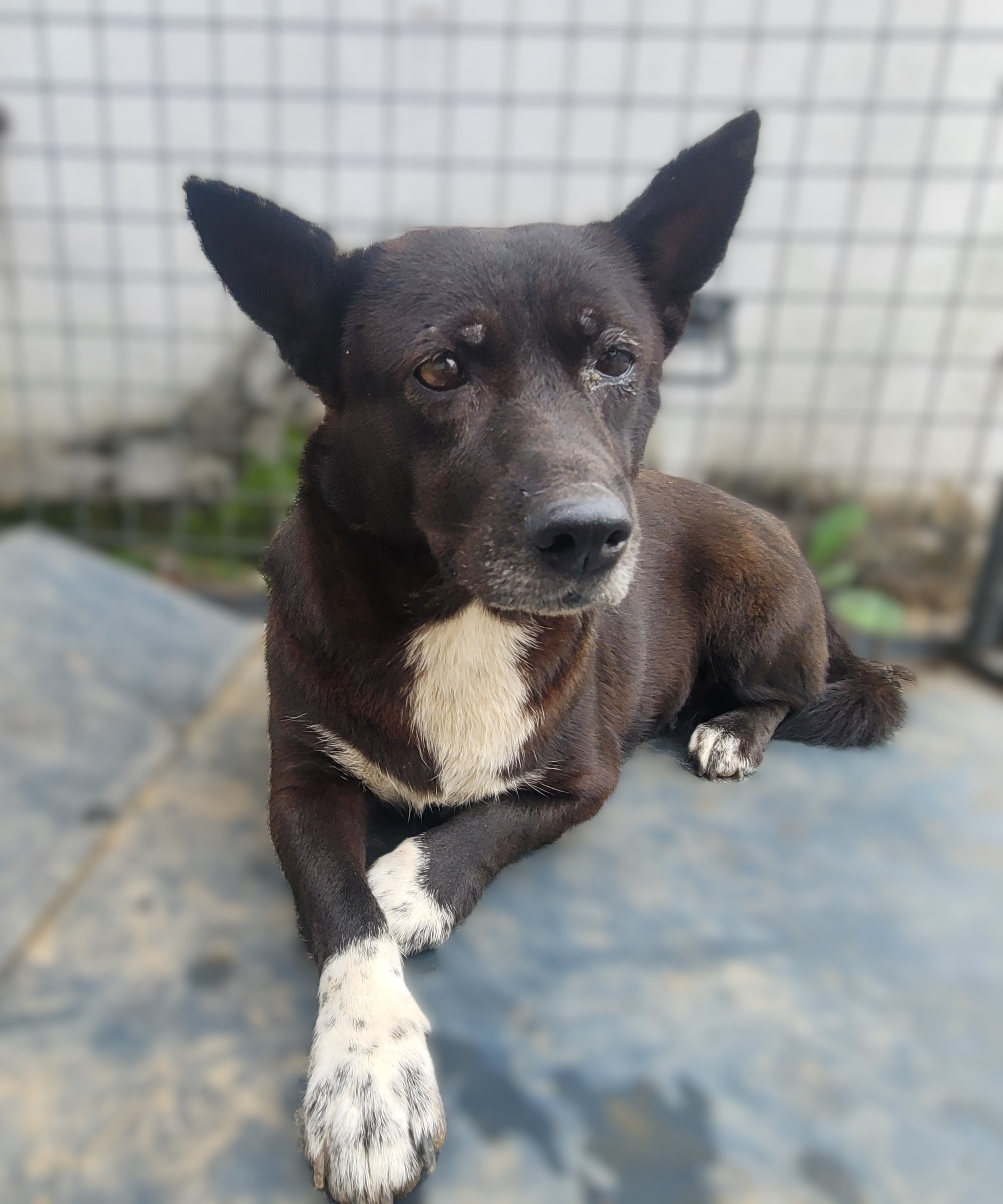 종료(안락사) 믹스…